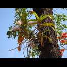 Orchideen an einem Baum